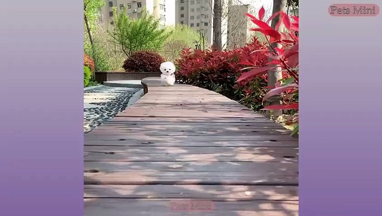 Funny and Cute Dog Pomeranian - Funny Puppy Videos
