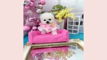 Funny and Cute Dog Pomeranian - Funny Puppy Videos 2023