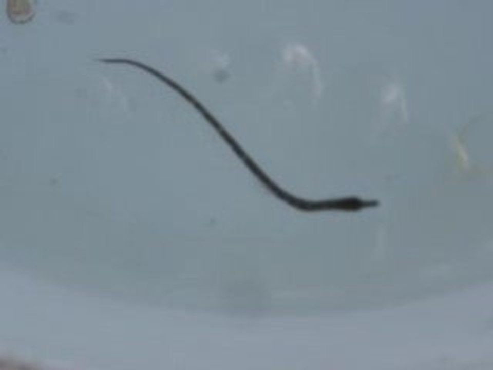 Petit nessie - Little loch ness monster