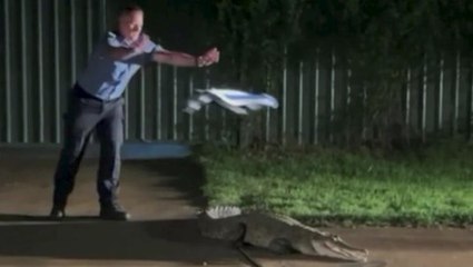 Crocodile lunges after officer tries to catch it with towel