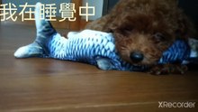 小型犬貴賓狗_睡覺中