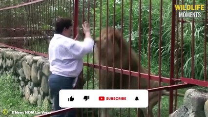 King's Last Minute! 45 Pitiful Moments Lions Are Sick & Di.e Slowly