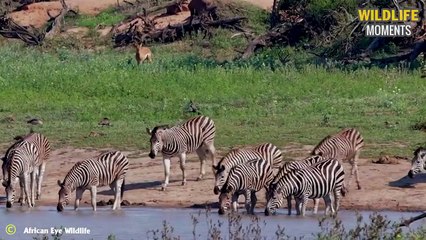 Lucky Or Unlucky 45 Moments Zebra Crossing A River Full Of Hungry Crocodiles