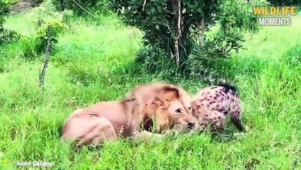 Majingilane Lions Eating Hyena & 45 Moments Hyena Messed With The Wrong Animals