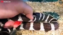 Moment When King Snake Eat Other Snakes - Wild Animal World