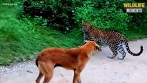 OMG! Leopard Attack Dog & 45 Moments Dog Mess With Wrong Beast