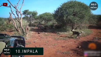 So Cruel ! 15 Brutal Moments Of Wild Dogs Hunting In The Wild - Wild Animal World