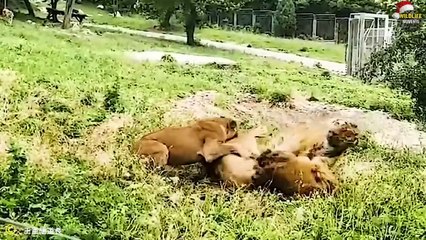 Real Life Lion King & 45 Cruel Moments Lions Were Attacked To Dea.th
