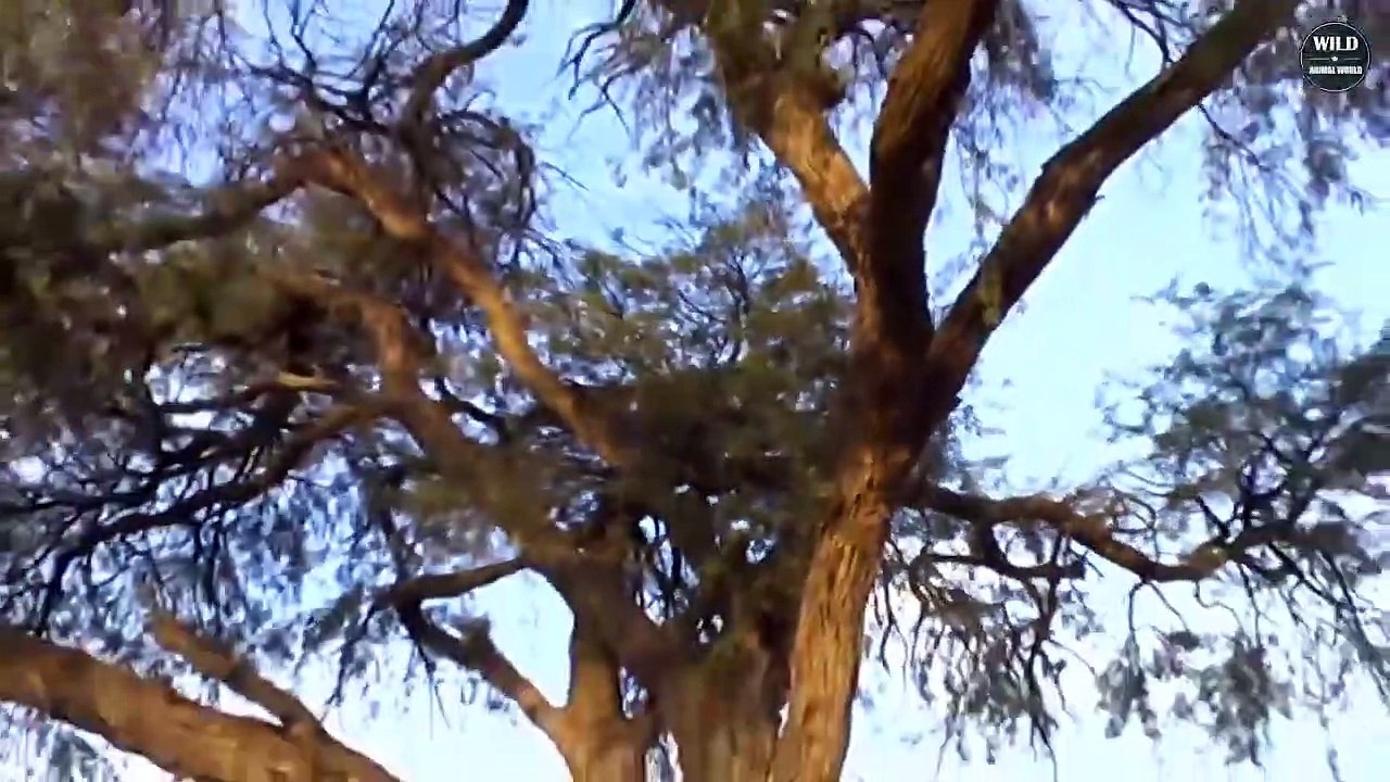 Shocking! 7 Brutal Moments MALE LEOPARDS Hunt Their Prey   Wild Animals World