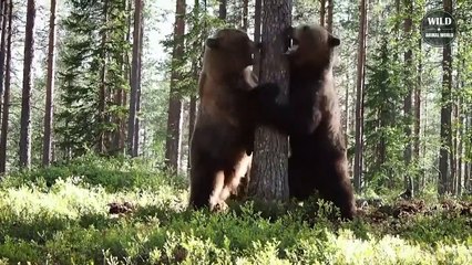 Terrified ! 10 Epic Bear Attacks Caught On Camera - Wild Animal World