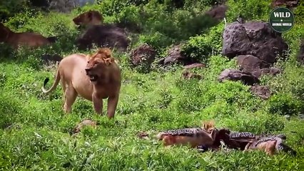 The Hyena Competes With The Lion For Its Prey And The Tragic End   Wild Animal World