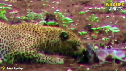 Tragic! 45 Brutal Moments Predators Attack And Ki.ll Baby Animals