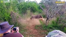 Unlucky Wildebeest Meets Hungry Lion & 45 Terrifying Moment Lion Attack Wildebeest