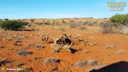 Unlucky! 45 Brutal Moments Predators Ki.ll & Eat Their Prey Alive