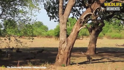 Wild Dog Attack Lion & 45 Best Moments Wild Dog Vs Other Predators @swagwildlifemoments
