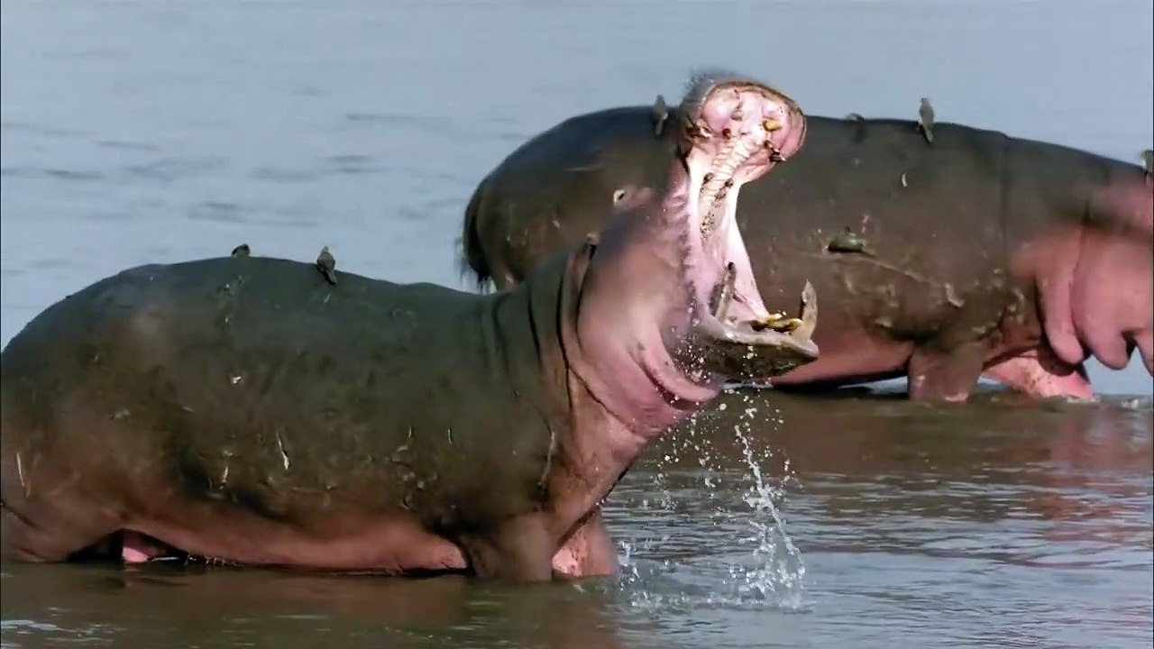 Hippos After Dark | movie | 2015 | Official Trailer