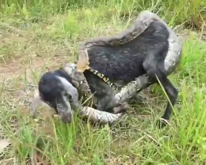Snake tired to kill the goat