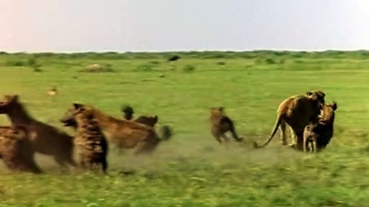 National Geographic: Eternal Enemies Lions and Hyenas | movie | 1992 | Official Trailer