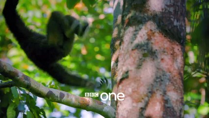 Primates | show | 2020 | Official Trailer