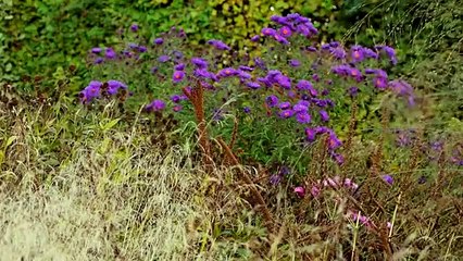 Five Seasons: The Gardens of Piet Oudolf | movie | 2018 | Official Trailer