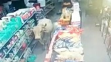 Brasil. Boi foge de fazenda e invade mercearia em Minas Gerais