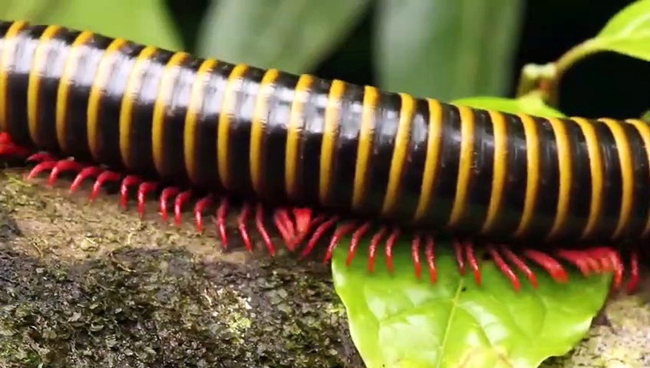 10 Most Dangerous Animals of Amazon Rainforests