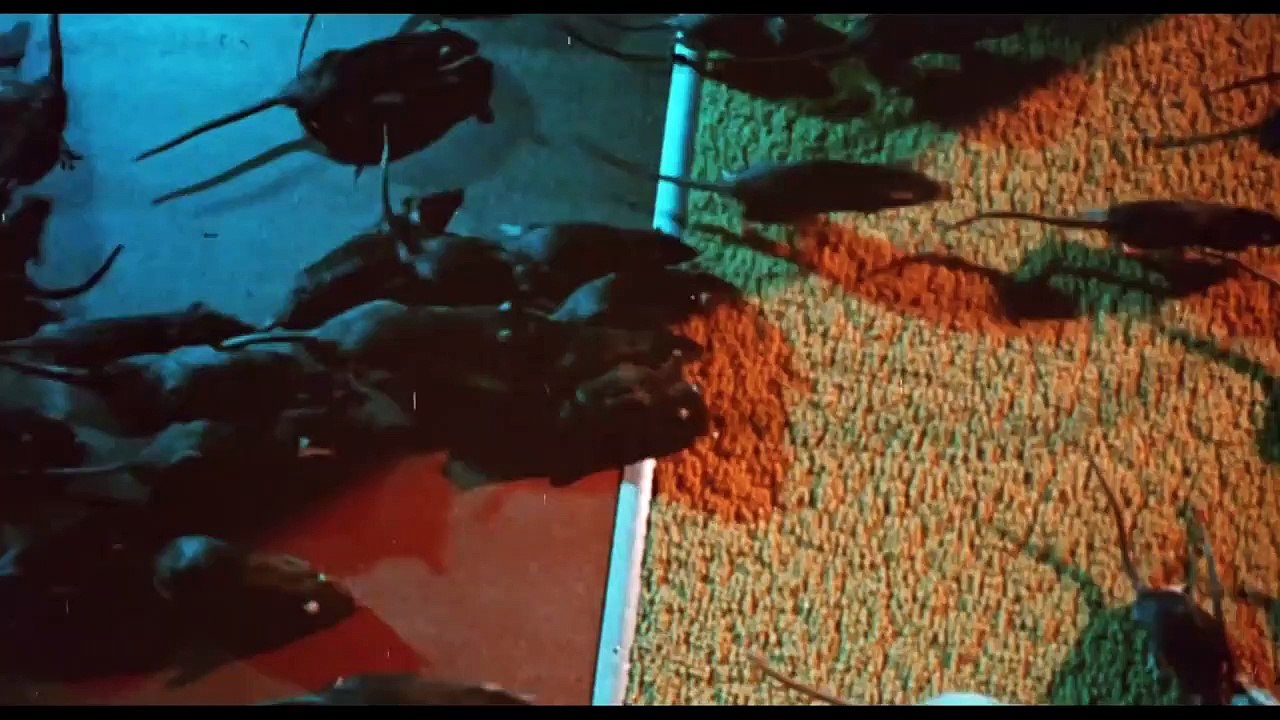 Willard | movie | 1971 | Official Trailer - video Dailymotion