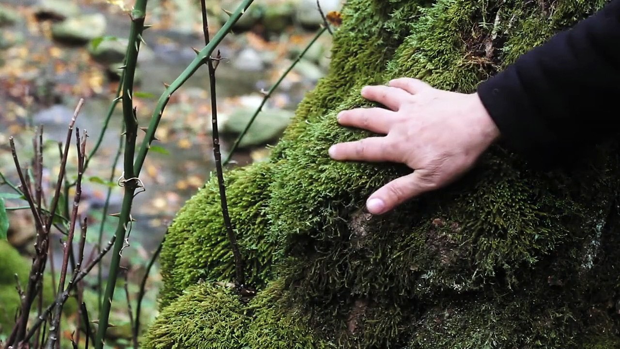 When the Persimmons Grew | movie | 2019 | Official Trailer