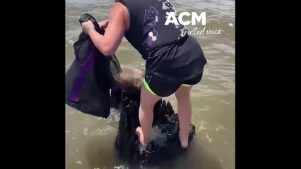 Wombat saved in Lake Mulwala | 01/02/2023 | The Border Mail