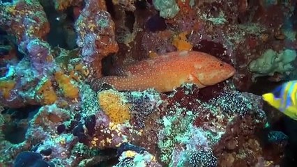 Fascination Coral Reef: Mysterious Worlds Underwater | movie | 2012 | Official Trailer