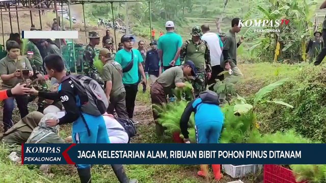 Jaga Kelestarian Alam, Ribuan Bibit Pohon Pinus Ditanam