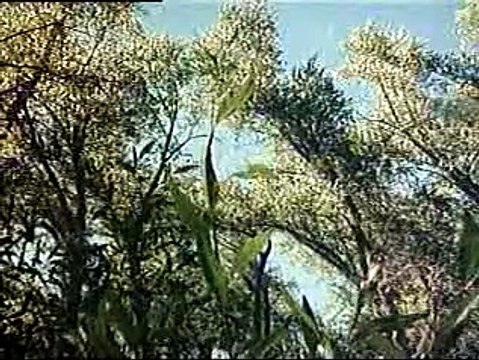 Don't Go in the Woods | movie | 1981 | Official Trailer