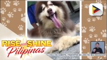 Paano ang tamang paraan ng pag-aalaga ng Alaskan Malamute