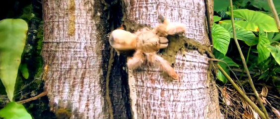 Zombi VIII: Urban Decay | movie | 2021 | Official Trailer