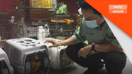 Perhilitan | Operasi bersepadu pelbagai agensi, NGO akan diperkasakan