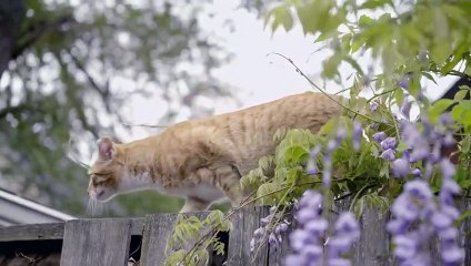 Running Wild: The Cats of Cornwall | movie | 2021 | Official Trailer