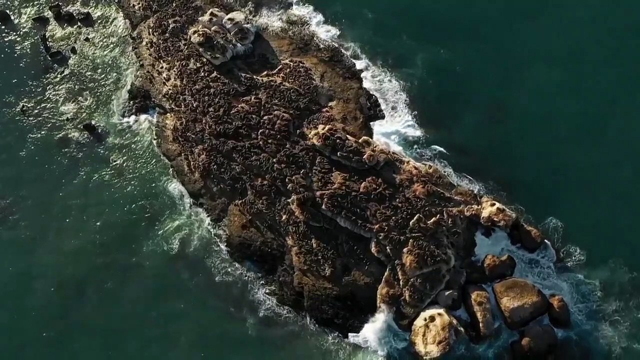 Shark Week - Se33 - Ep01 - Air Jaws - Ultimate Breach Off HD Watch