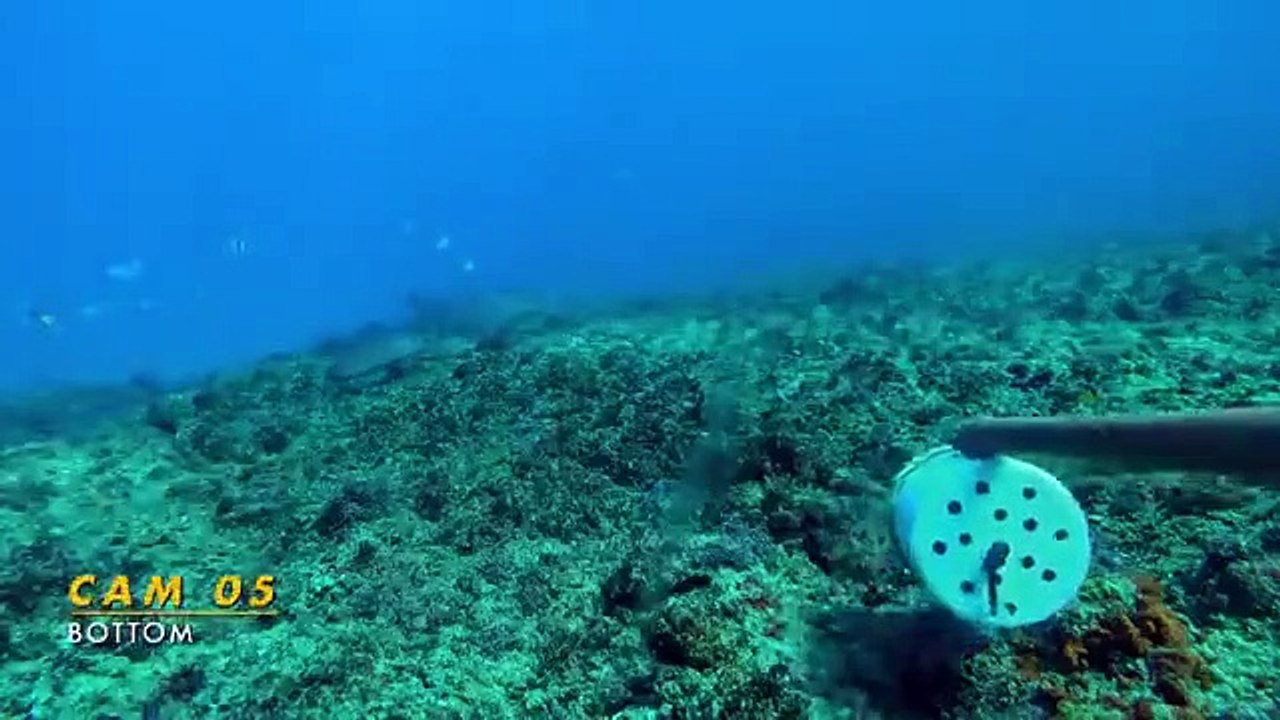 Shark Week - Se33 - Ep07 - Extinct or Alive - Land of the Lost Sharks HD Watch