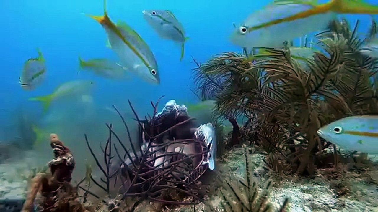 Shark Week - Se33 - Ep10 - Monster Under the Bridge HD Watch