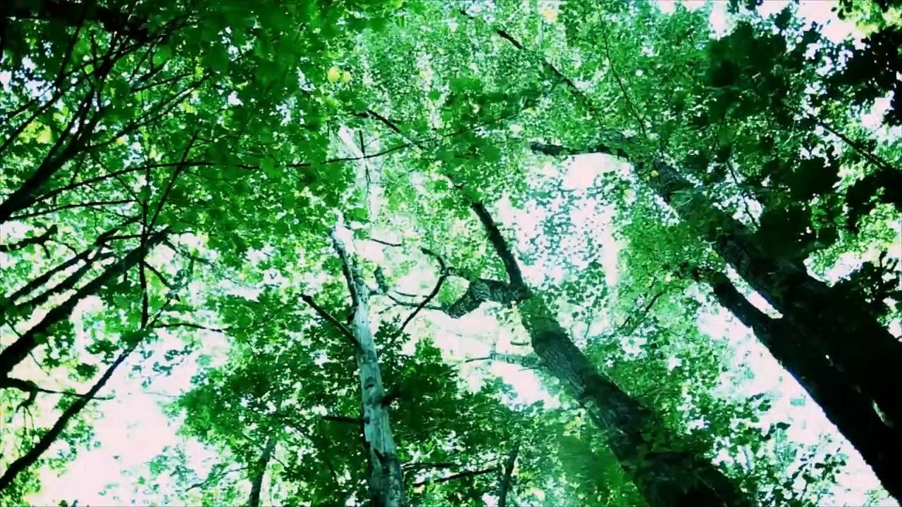 Twilight in Forks The Saga of the Real Town movie 2009 Official