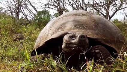 Fascination Galapagos 3D | movie | 2012 | Official Trailer