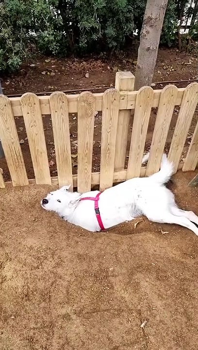 Doggie Taking A Break After Digging