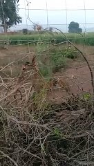 रणथम्भौर से दूसरी बार बाघों को भेजा गया बॉयोलोजिकल पार्क