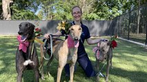 Hawkesbury Gazette - Greyhounds As Pets NSW - Valentine's Speed Dating With A Greyhound Adoption Day - Feb 1, 2023