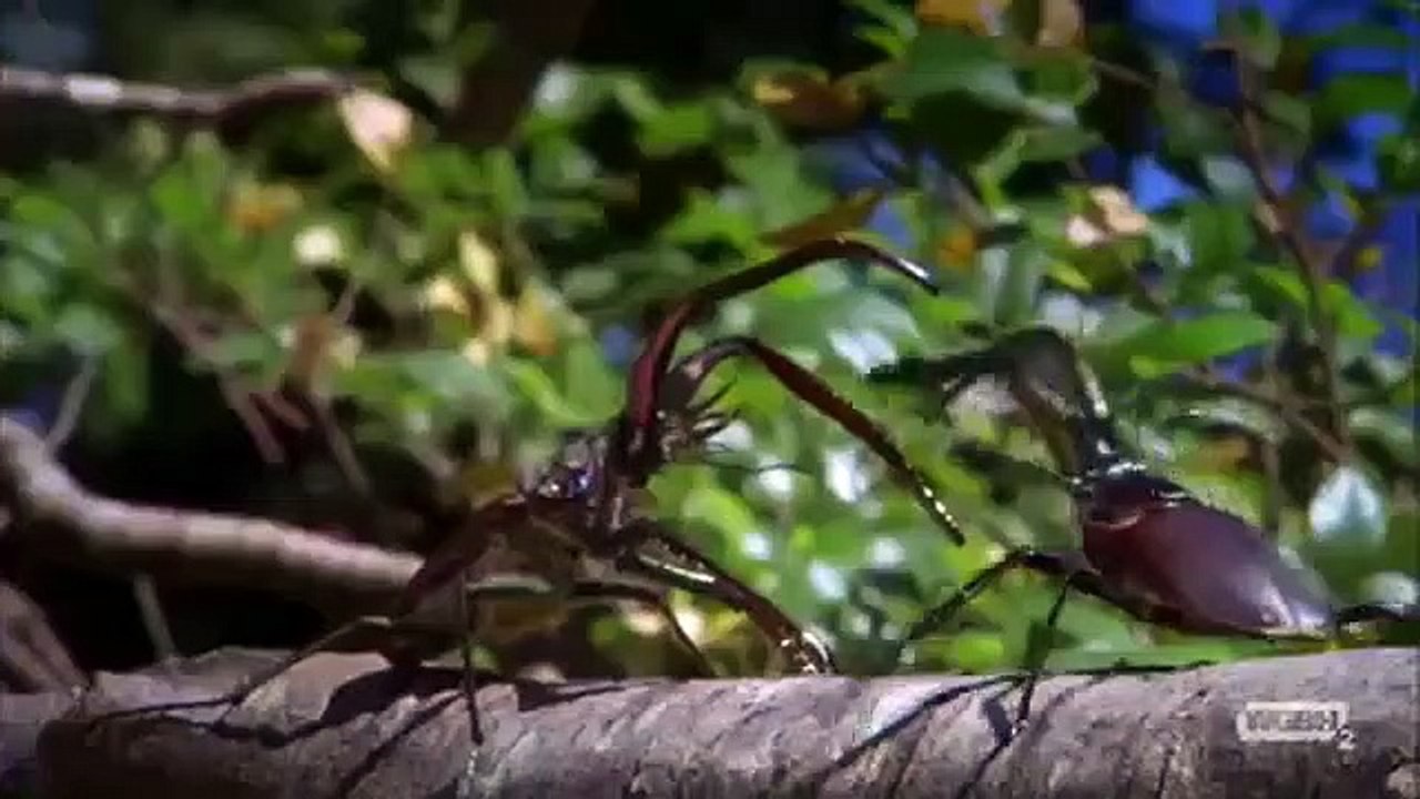 Nova - Se45 - Ep09 HD Watch