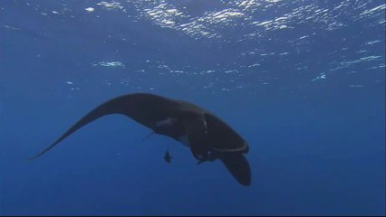 Sharks 3D | movie | 2004 | Official Trailer