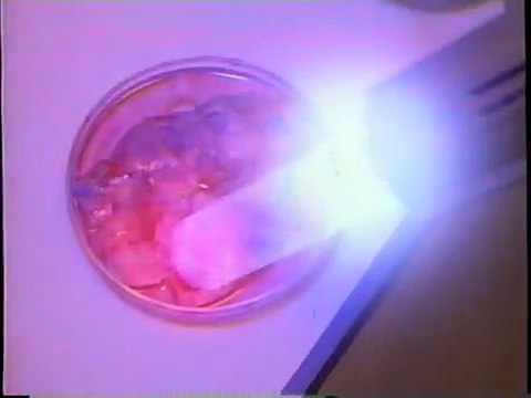 Metamorphosis : The Alien Factor | movie | 1991 | Official Trailer