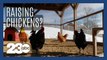 People are buying laying hens due to rising egg prices