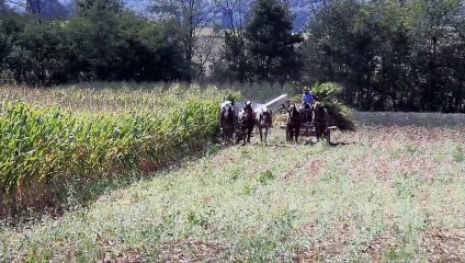 The Amish and the Reformation | movie | 2017 | Official Trailer