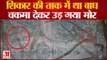 Pilibhit News : शिकार की फिराक में था टाइगर, चकमा देकर उड़ गया मोर, देखिए रोमांचित करने वाला वीडियो